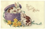Rabbit in Hat Box Postcard
